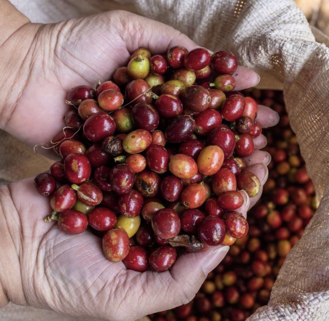 MarleyCoffee's tweet photo. A gift from the planet to bring us together. 🙏🏽 Did you know? Coffee touches up to 12 different sets of hands to get from the tree to your cup. 🌱#MarleyCoffee #madewithlove https://t.co/BGgXvKIrG0