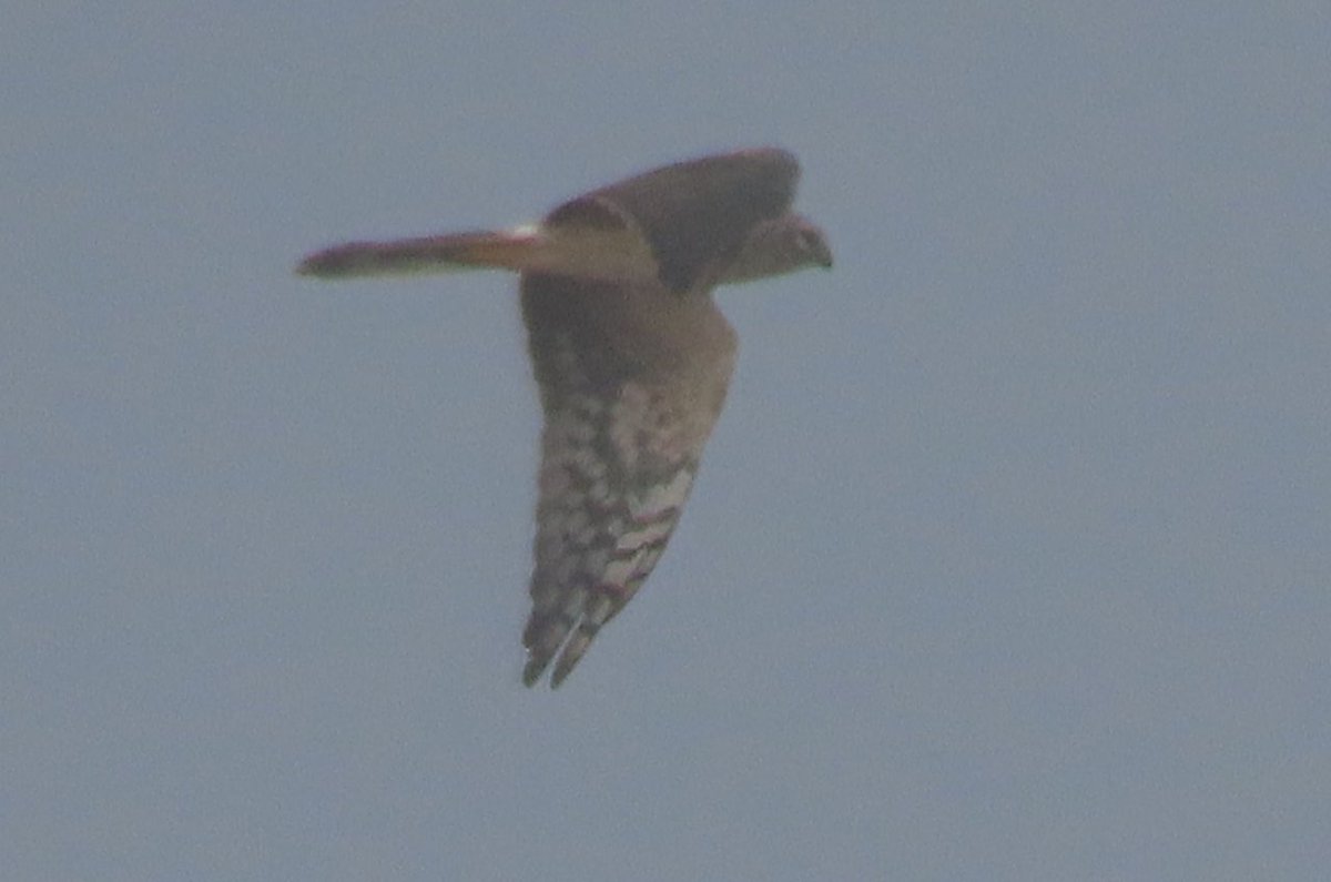 BaileyBirders's tweet photo. Great weekend at Mig Fest @spurnbirdobs Lots of great birds and lots of great people. Undoubted star of the show was today’s pallid harrier. Wow! https://t.co/hQjPflqfAH