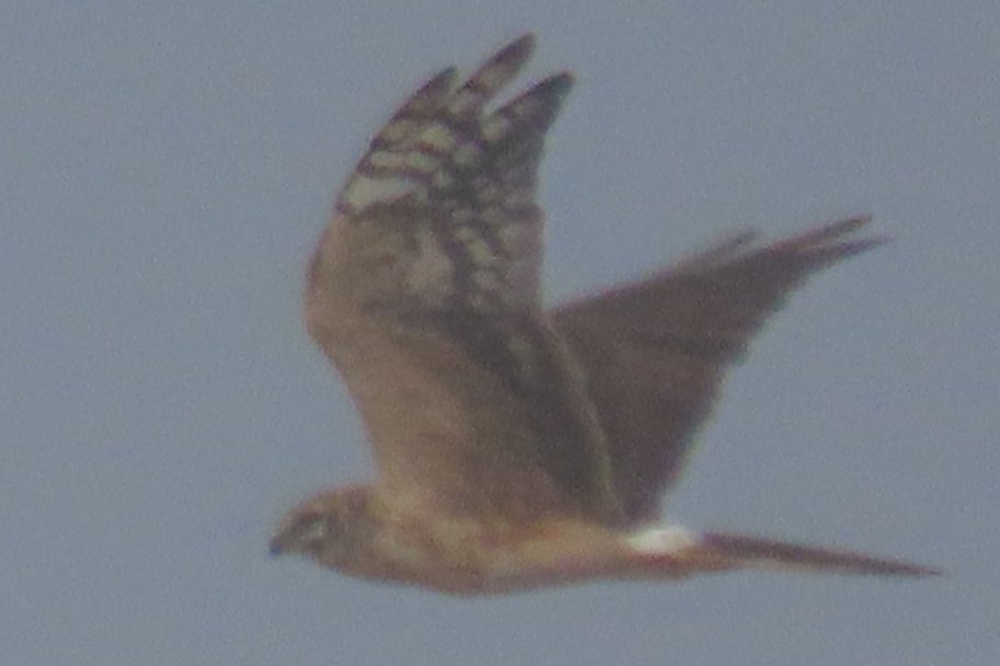 BaileyBirders's tweet photo. Great weekend at Mig Fest @spurnbirdobs Lots of great birds and lots of great people. Undoubted star of the show was today’s pallid harrier. Wow! https://t.co/hQjPflqfAH