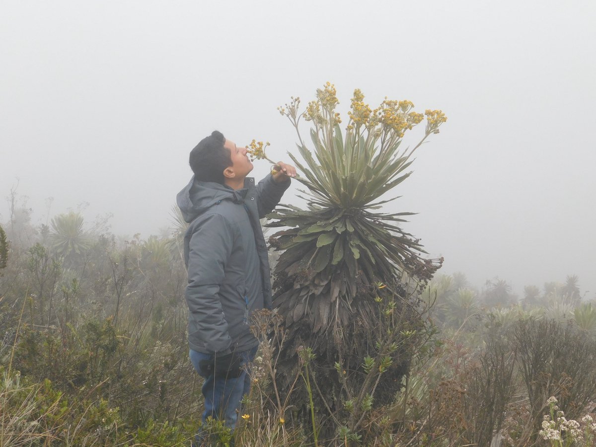 InversionesQav's tweet photo. Hoy hace 3 meses pude cumplir uno de mis sueños de niñez, conocer, tocar  y sentir un frailejón en un hermoso paramo Colombiano.  Esto lo pude conseguir gracias al trading, pero sobre todo a gestora @Darwinex_es, a quienes agradezco su servicio y honestidad. https://t.co/ovKcoZtIzN