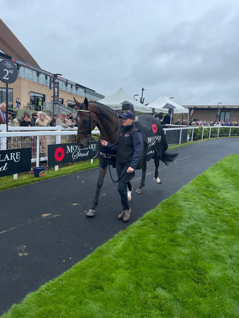 TreoEileRIR's tweet photo. We were so thrilled to have some CHAMPIONS parade at @curraghrace today! Here are just some โญ๏ธ at @IrishChampsWknd
#TigerRoll #OneforArthur #GeneralPrinciple #Douvan #HurricaneFly #SeaTheLion #RoyalDiamond #AlfredoArcano https://t.co/14UoXI3rKM