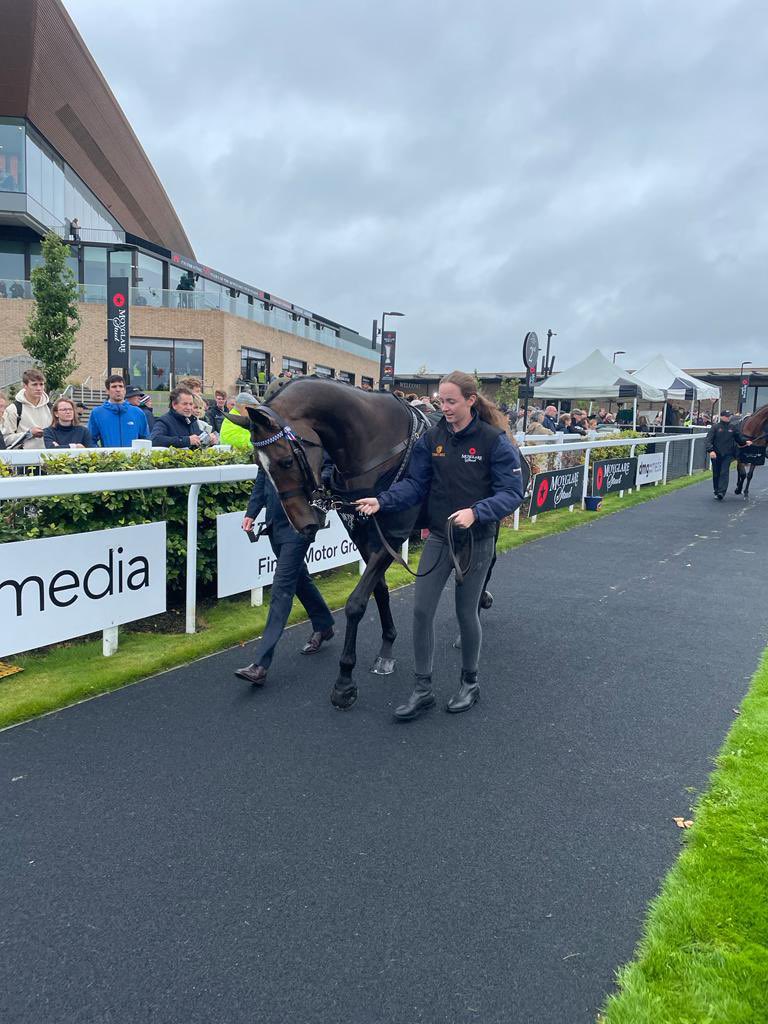 TreoEileRIR's tweet photo. We were so thrilled to have some CHAMPIONS parade at @curraghrace today! Here are just some โญ๏ธ at @IrishChampsWknd
#TigerRoll #OneforArthur #GeneralPrinciple #Douvan #HurricaneFly #SeaTheLion #RoyalDiamond #AlfredoArcano https://t.co/14UoXI3rKM