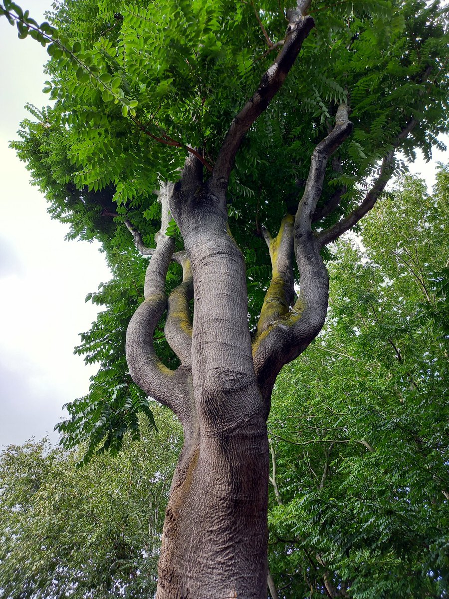 jopackaj's tweet photo. Many thanks @TheStreetTree & @BermondseyTrees
for a fascinating afternoon w/ #AdaSalter's trees & their younger fellows in #Bermondsey
Met many #treesofhaven and learned a lot. Some energetic & handsome Caucasian wingnut #trees grabbed my imagination.
Remarkable @SalterCentenary https://t.co/w8VFPpopNa