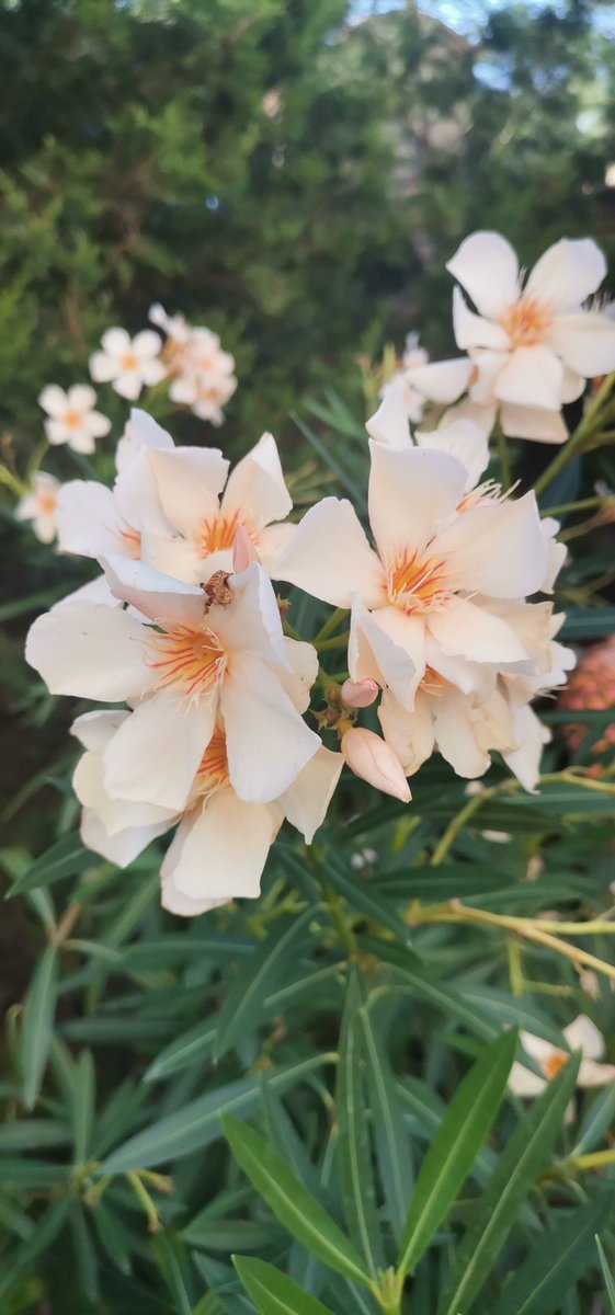 Мистер Лис (@happy_opeh) on Twitter photo 