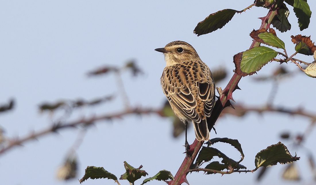Rob_Wincup's tweet photo. One of three Whinchats around the net posts this afternoon. Also 3 Wheatear and a Stonechat. https://t.co/JMdpuRpBtm