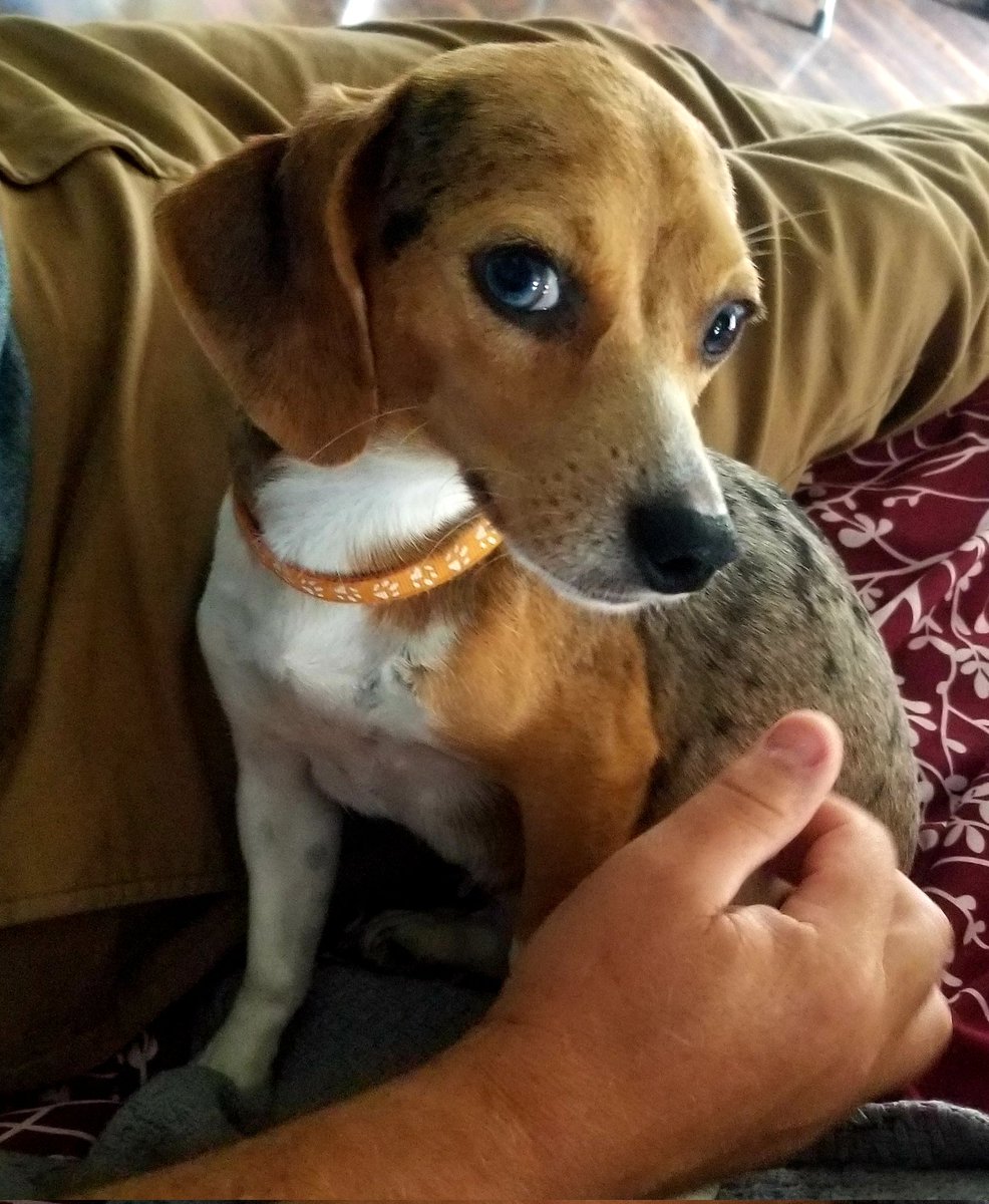 BeaglesCourt's tweet photo. Ruthie knows the best self care for a new mom of 6 is to join her hoomans for a little Sunday afternoon nap.  #beagles #beagle #pocketbeagle #harlequinpocketbeagle #minibeagle #pixiebeagle #breedingisfun https://t.co/3J9N99eHKp