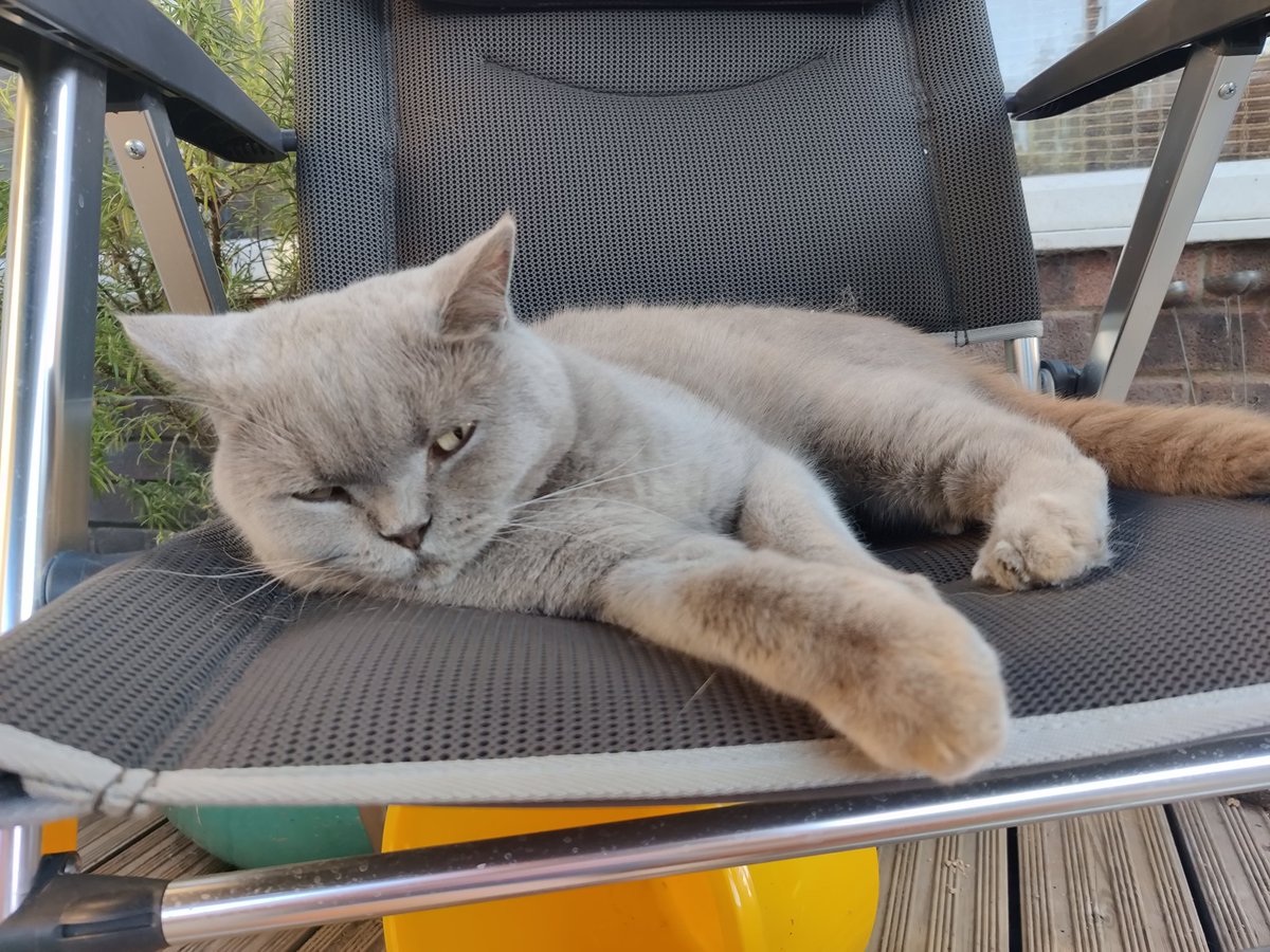 Humpherdinks's tweet photo. Sleep is a must 😸😽💤 #britishshorthair #CatsOfTwitter #sundayvibes https://t.co/AuxdtAvs9C