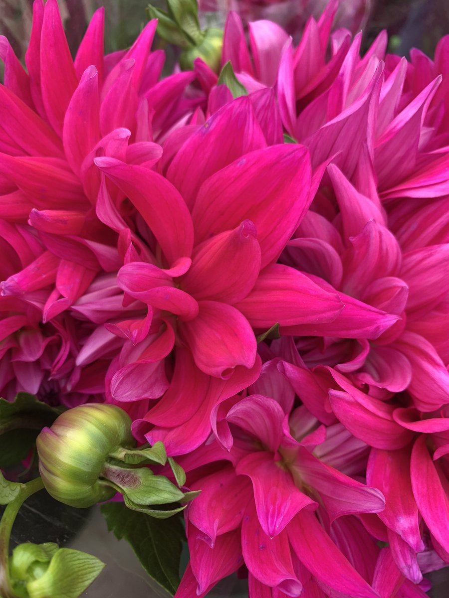 FinnSpirit's tweet photo. Great first visit to @19thFarmMarket @visitmarkhamca. Amazing local harvest. π
π« πΆ πΈ
#markham #visitmarkham #experienceyr #stouffville #yorkregion #shoplocal #supportafarmer https://t.co/DLKkzjh5Ut