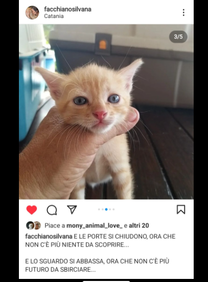 zampa_qua's tweet photo. ATTENZIONE🆘🆘🆘🆘🆘🆘Silvana ☎️339 4765657🐈Ennesimo abbandono sempre nella stessa colonia.Questo cucciolo ha circa 1 mese, si trova a Catania,facciamo un miracolo HA BISOGNO DI UNA FAMIGLIA AIUTIAMOLO. #4voiceless 🙏🏡 https://t.co/dVereUNEkx
