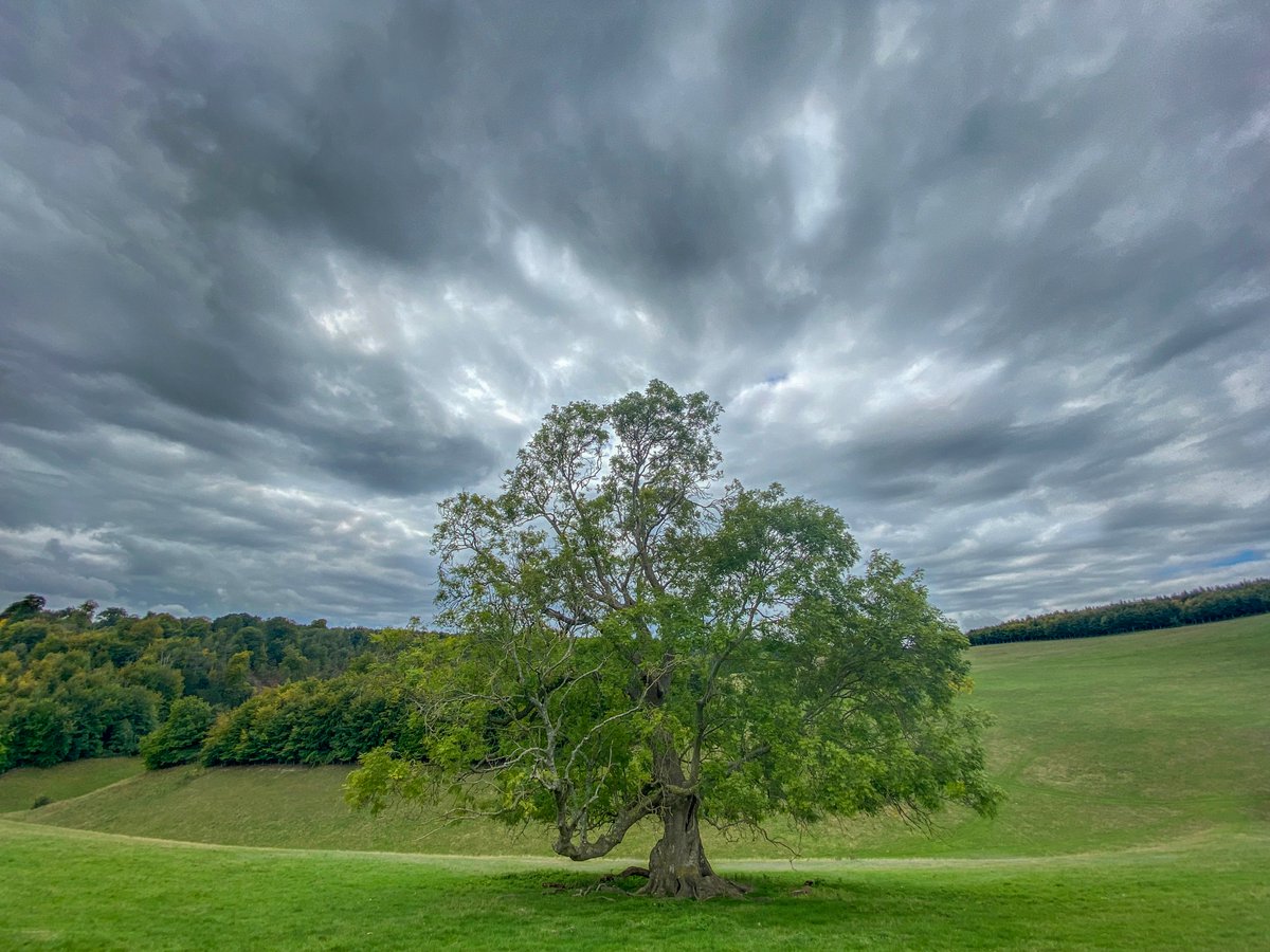 One of the finest ancient ash trees I've ever seen. #trees #nature #biology #plants #conservation