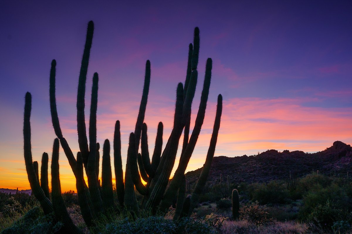 Anne McKinnell 🦅🐬🦁 🐻 tweet media