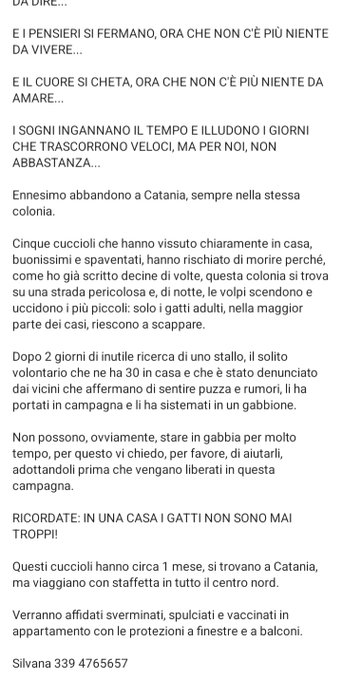 zampa_qua's tweet photo. ATTENZIONE🆘🆘🆘🆘🆘🆘Silvana ☎️339 4765657🐈Ennesimo abbandono sempre nella stessa colonia.Questo cucciolo ha circa 1 mese, si trova a Catania,facciamo un miracolo HA BISOGNO DI UNA FAMIGLIA AIUTIAMOLO. #4voiceless 🙏🏡 https://t.co/dVereUNEkx