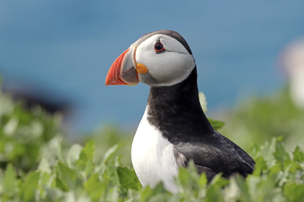 Puffin on Inner Farne a couple of months ago.

#puffins #birds #BBCWildlifePOTD #birding #BirdsSeenIn2022 #TwitterNatureCommunity #wildlifephotography #photography #farneislands