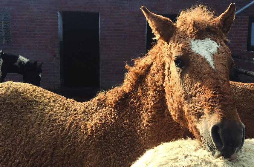 Just discovered that curly haired horses exist. In case you haven’t seen one, here you go.