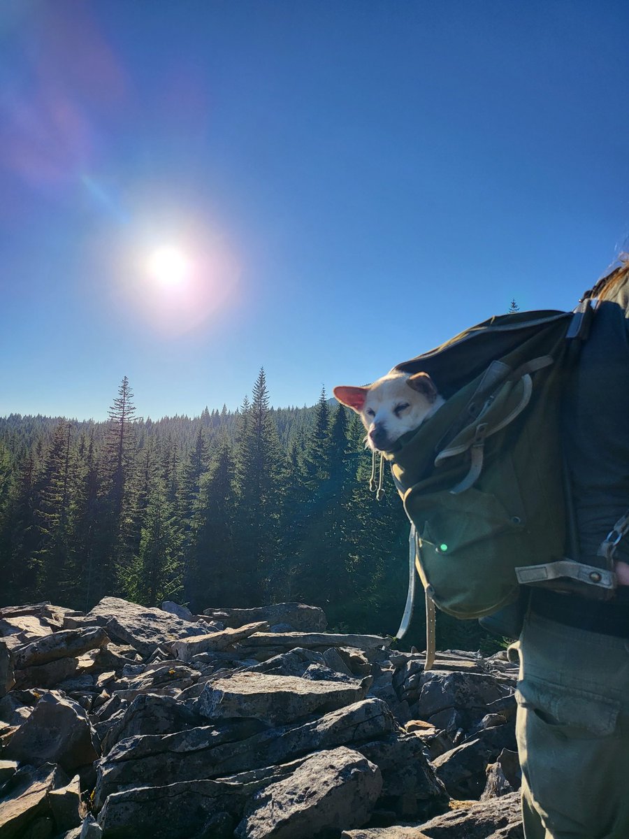 ModalModule's tweet photo. Gonna be str*aming my #m8tracker #weeklybeat composing process once again in a bit, due in 5 hours and just now starting! 😅 (Pictured is my senior pup in my backpack while we hiked in Oregon) https://t.co/pOJBptJPbl