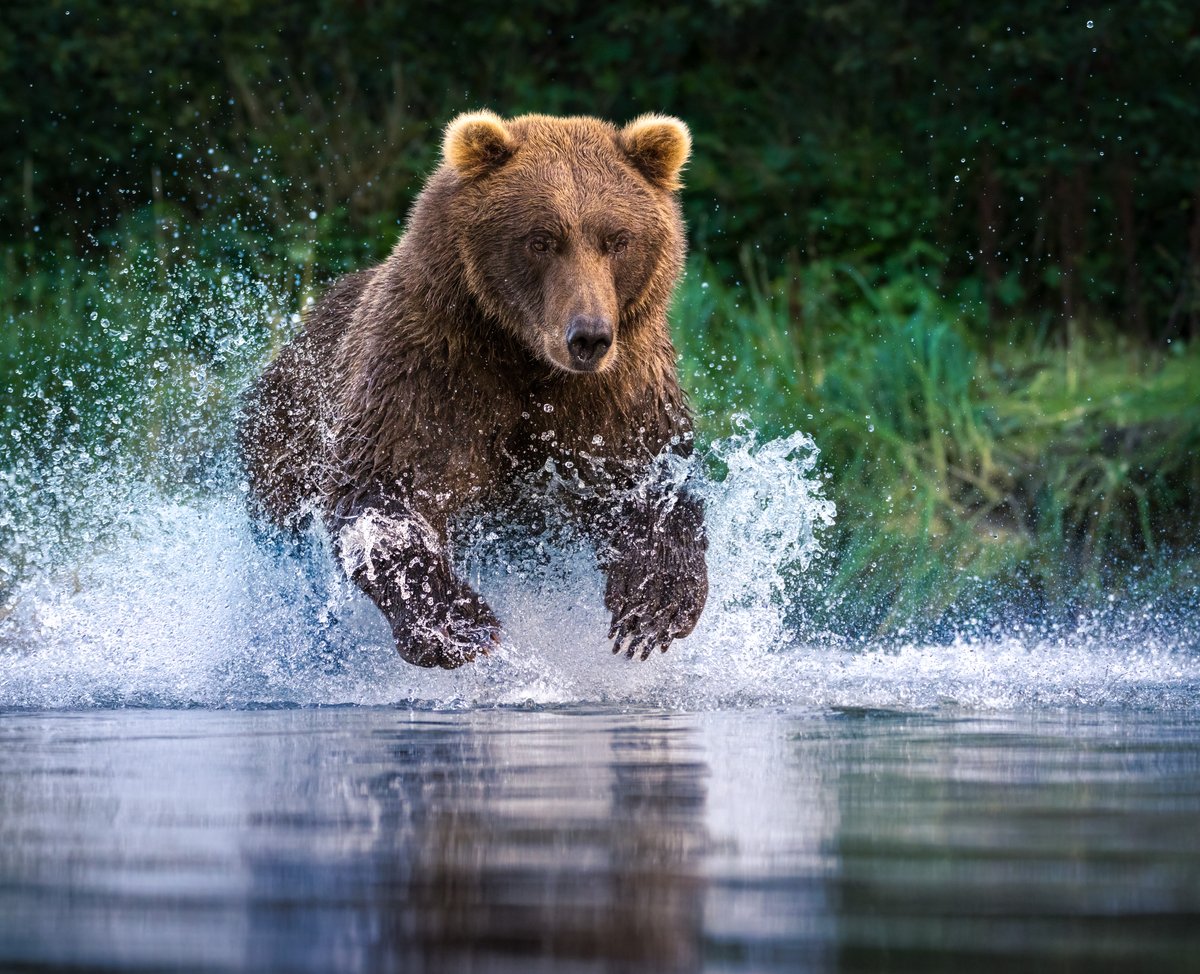 45 seconds before I snapped this photo Trevor(our captain, guide, and bear whisperer) said "Hey Toby - lay down on your belly - he might chase a salmon right toward us" and then BOOM this big male was thundering through the water - more at vero.co/photorectoby