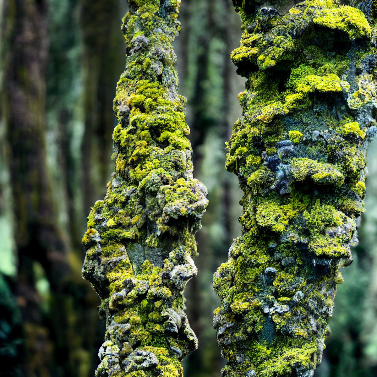 andfaun's tweet photo. Woodland mode. https://t.co/IQIxVutGBl