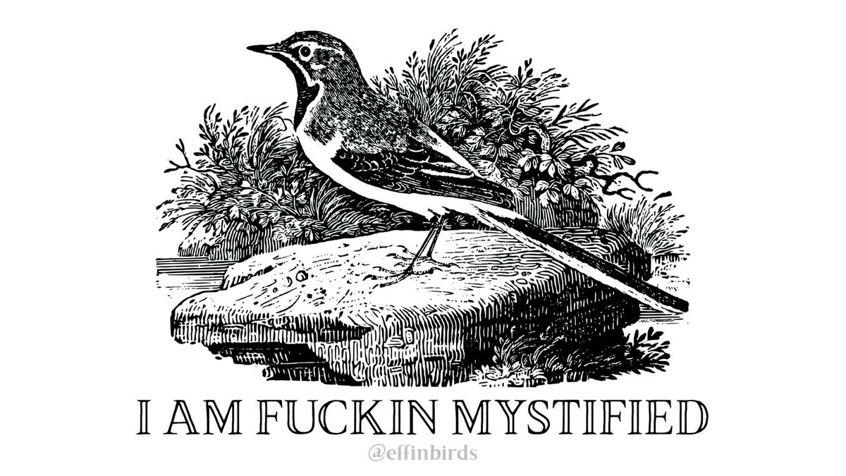 Effin' Birds tweet media