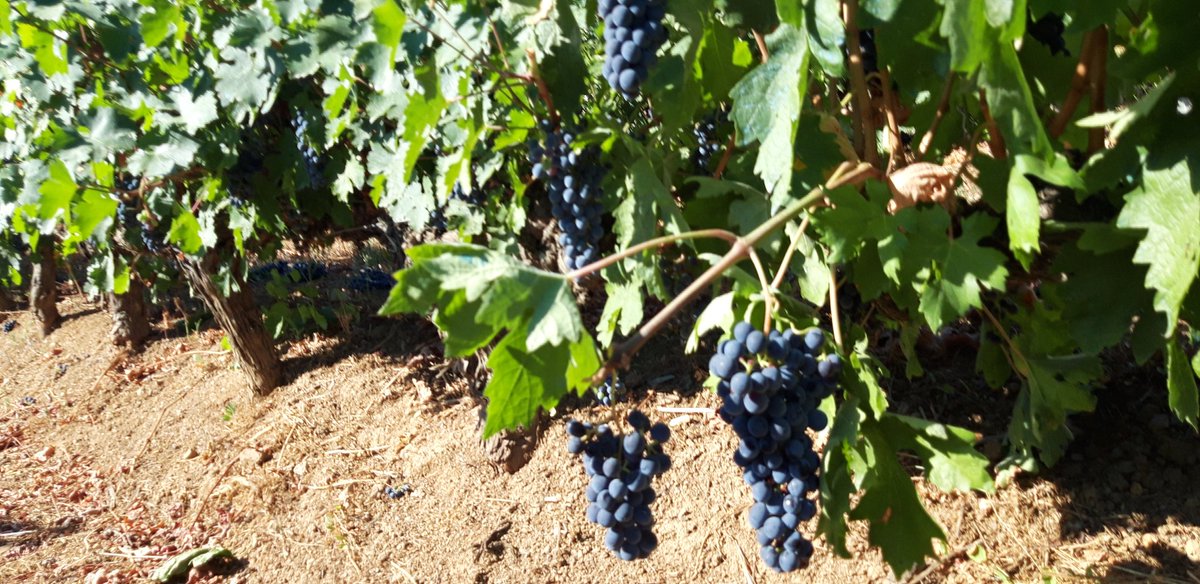 Magnifica vendimia 2022. Madurez y equilibrio en la fruta que ahora debemos criar con paciencia y buen gusto.