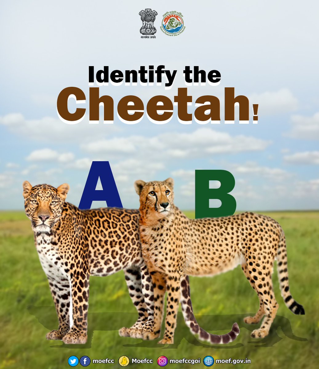 Cheetah Reintroduction on 17th September! Stay tuned! (Kuno-Palpur National Park)