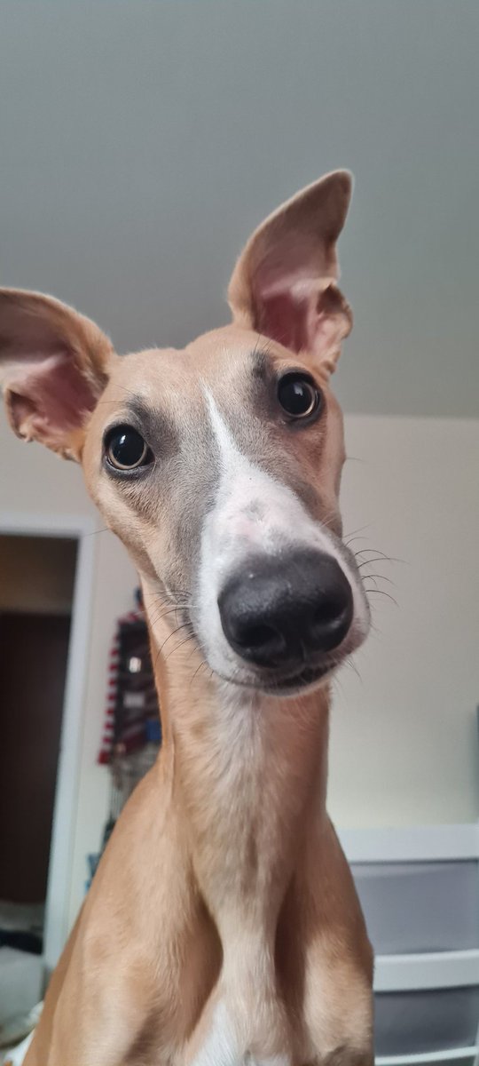 I have some very exiting news for you coming soon hoomom said I have to keep it quiet for a little while longer, she's been a super busy hoomom getting things all ready! I can't wait to share with you all 💚 #whippet #dogsoftwitter #puppydogeyes