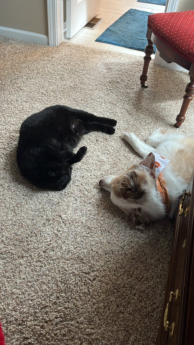 marlokjn's tweet photo. #doubledeadpose #1. #blackcats #catsoftwitter. #ausshole #dogsoftwitter https://t.co/VZpWyQZKal