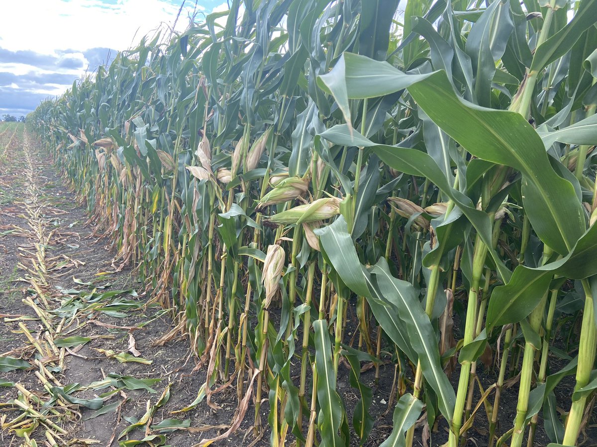 JoannaMWallace's tweet image. Healthy green stalks with maturing cobs is just what we want for the girls! #MiravisNeo #silagetime
@syngentacanada 
#fieldperformance