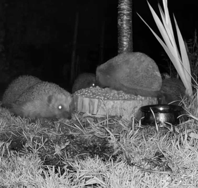 CPuite's tweet photo. @ChrisGPackham I can’t give you a #foxoftheday but can give #hedgehogoftheday 5 In fact feeding on the special hedgehog food in my garden in The Netherlands. https://t.co/YjIQhgy4FA