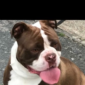 millypod1's tweet photo. π3 SEPT 2022 #ScanMe @bedspolice
YOUNG Brown & White American Bulldog Male
#Putnoe #Bedford #Bedfordshire #MK41
#STOLEN by a male approx 5ft11 Asian skinny build shaved head has a tattoo on his face just under his eye of a teardrop goes by the name of Naz
https://t.co/t0xRlGNtJH https://t.co/4xznrJbdaJ