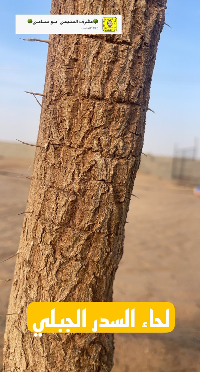 الفرق بين لحاء السدر البلدي والسدر الجبلي في محميتي الخاصه احفظها عندك حتى ما أحد يحاول يخدعك بالأخص اصحاب النحل لأن هناك فارق بتوقيت الإزهار السدر هنا بعمر سنتين وبهذه الاحجام تباع بالسوق