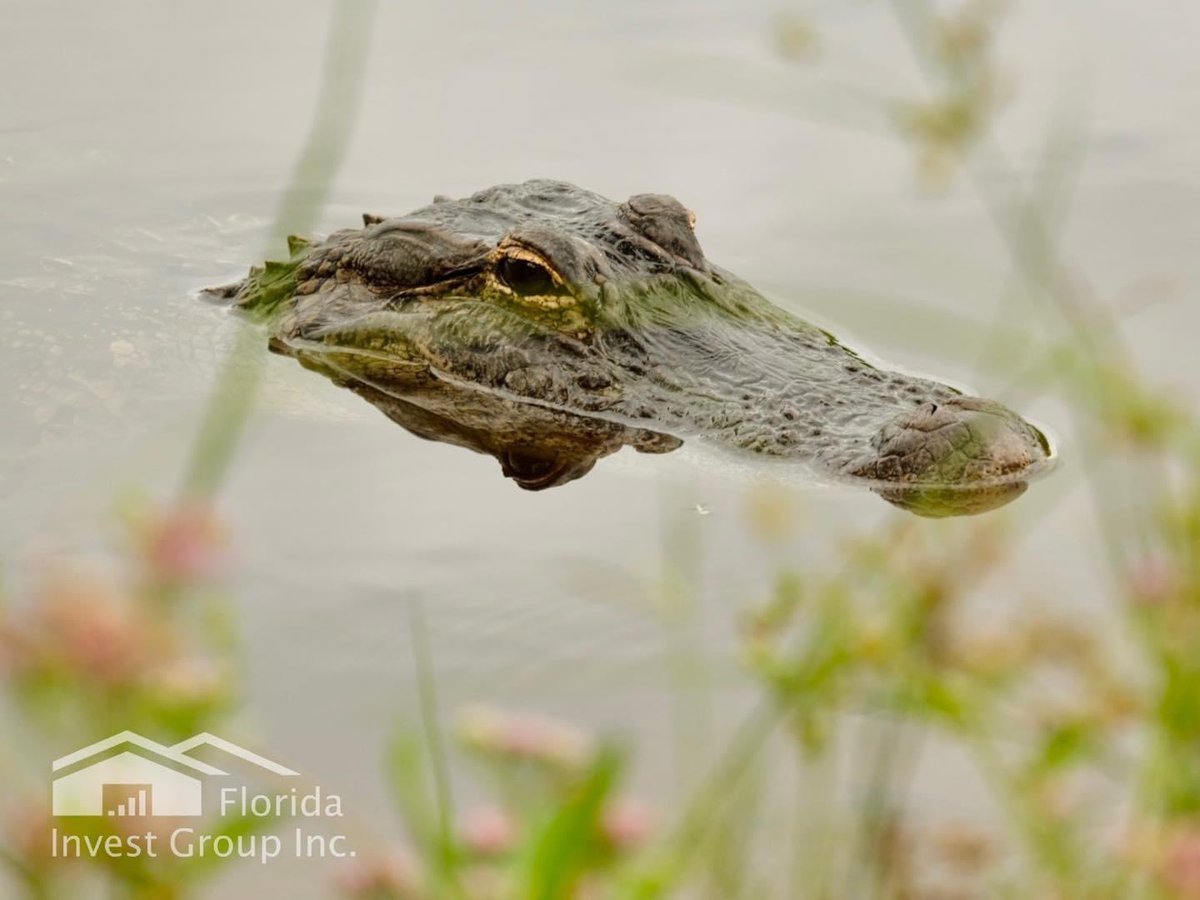 fl_invest_group's tweet photo. Today is a good day to share our best gator pics from the latest excursion with our customers 🐊🐊🐊

Which one do you prefer?

Home
➡️ https://t.co/v4uB4zQnGA
LinkedIn 
➡️ https://t.co/aOeghOcTAJ
Instagram 
➡️ https://t.co/w1hW0n9Pfv
Telegram 
➡️ https://t.co/LA3wtvrdRl https://t.co/3ebxgSbQIK