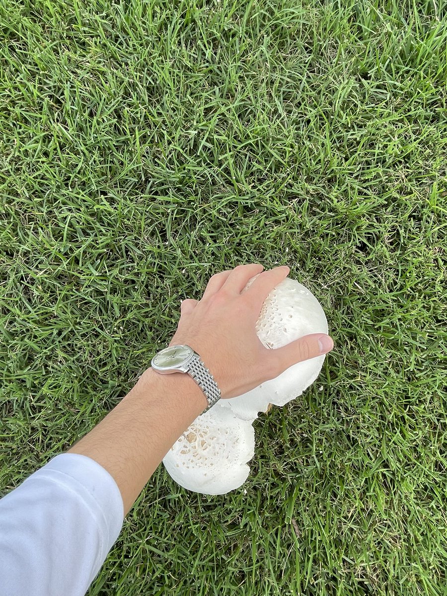 bilavalid's tweet image. big mushrooms