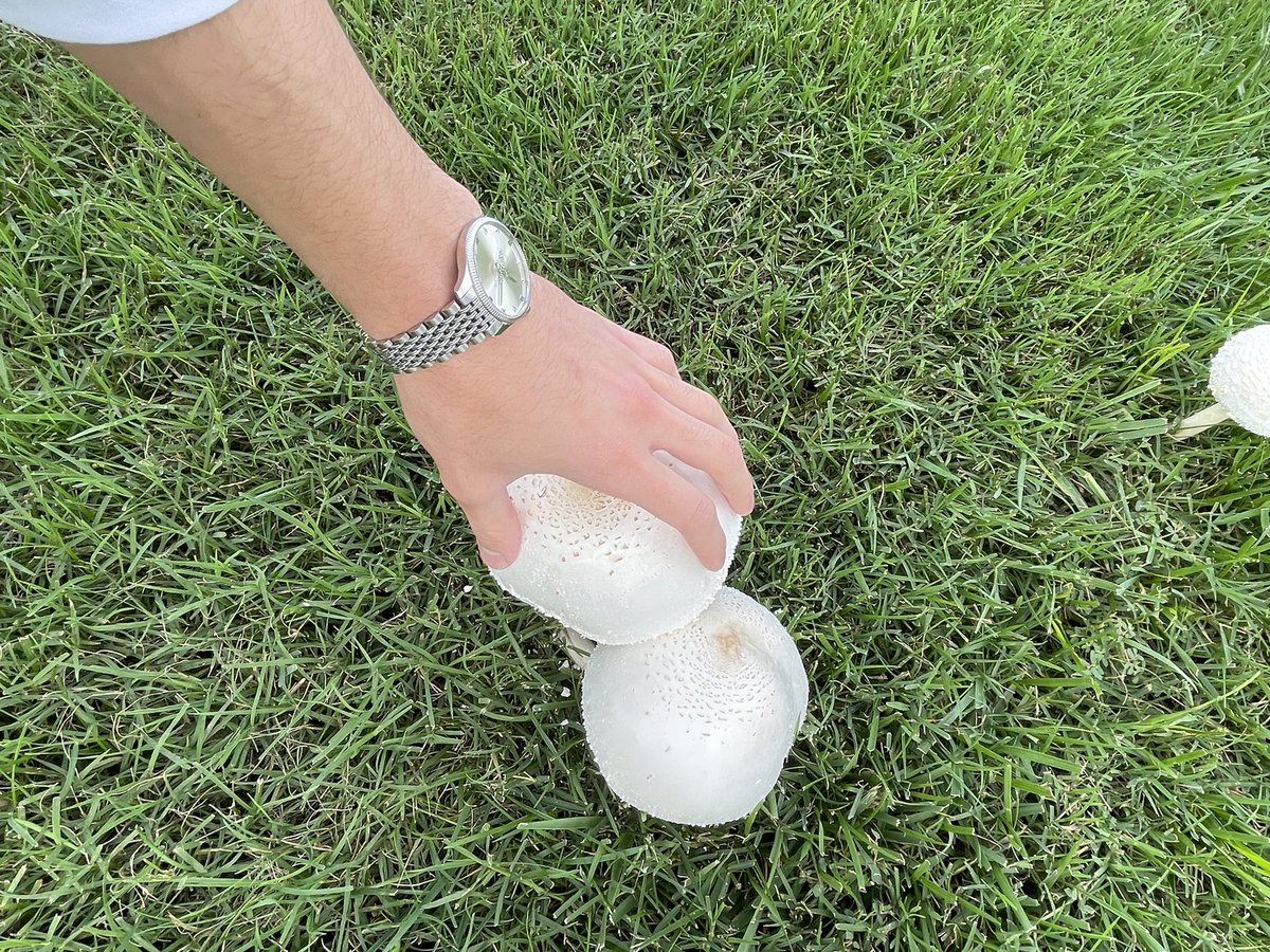 bilavalid's tweet image. big mushrooms