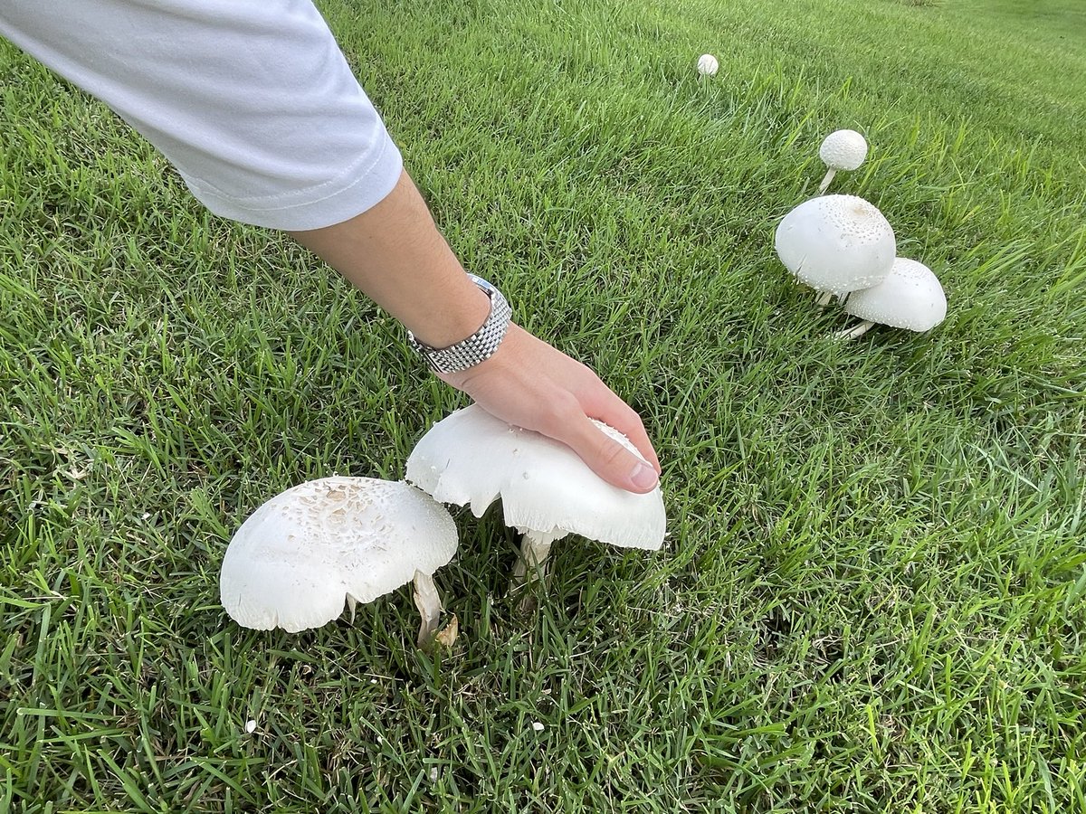 bilavalid's tweet image. big mushrooms
