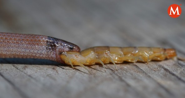 Milenio's tweet photo. Hallan muerta a una de las serpientes más raras del mundo; estaba comiendo presa

La batalla por la supervivencia cobró la vida de ambas especies, pero permitió a los científicos resolver la incógnita sobre qué es lo que comen este tipo de serpientes

https://t.co/O1cX6z2nVl https://t.co/pGhDisIHqu