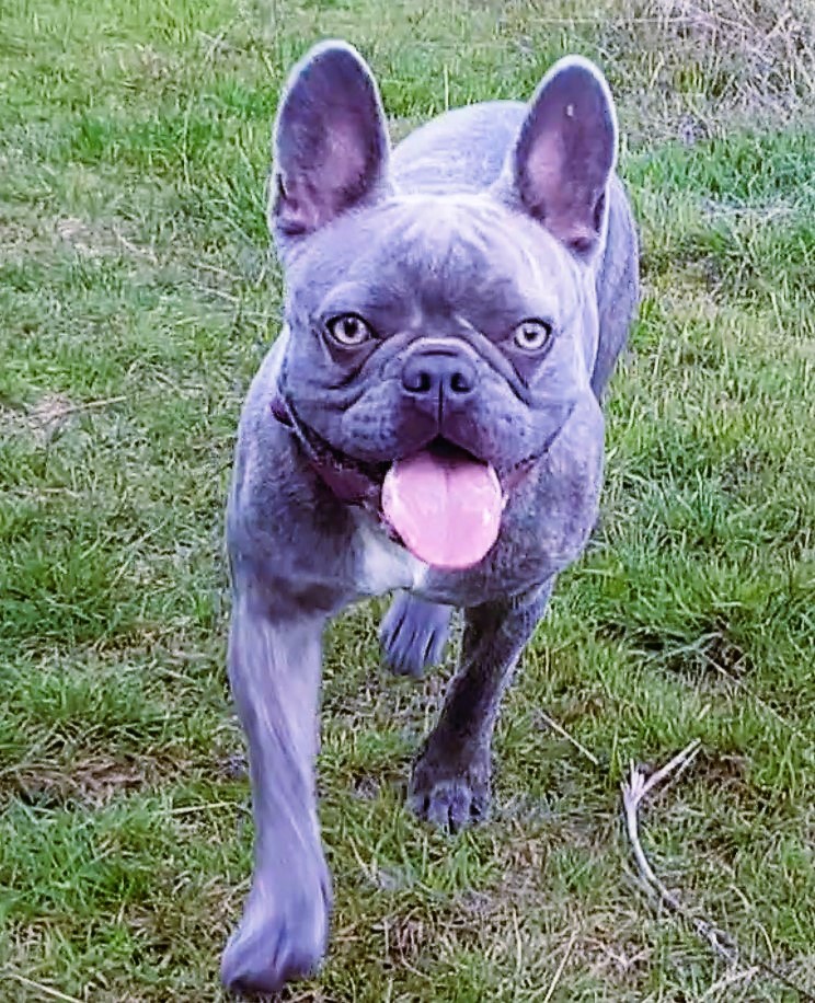 frenchbullycoco's tweet photo. Sunday strollin' 🐾
https://t.co/9bxanvdT1j

#UKFrenchie #ParkLife #Walkies #FrenchieFriends #FrenchiePlaytime #FrenchieFun #FrenchBulldog #FrenchBulldogLovers #FrenchieLife #FrenchieLove #FrenchieCrew #FrenchieSociety #DogsLife #PuppyLove https://t.co/CbYepqLNkP