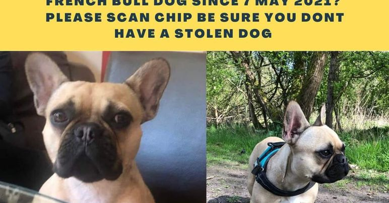 gelert01's tweet photo. #FindTina  #stolen 07/05/2021 @ 3-3.30pm outside #Morrisons from vehicle #E4 #Chingford_Mount #Chipped #Spayed Have you seen #Tina? 
Time to give her back! @CindyTylor @AmyRoseKathryn @FindFlossie @BBCCountryfile @Cmooreauthor @rosiedoc666 @domdyer70  
https://t.co/XaEsyI9stI https://t.co/nmYtXqhYd4