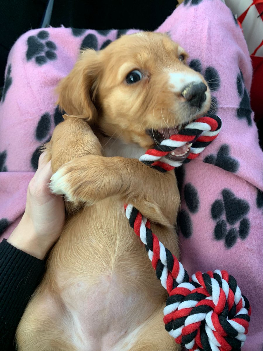 CockerAdventure's tweet image. Throwback to the day I was on the way to my  forever home 🐾