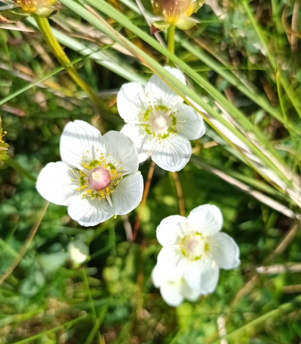 <a href="/wildflower_hour/">wildflowerhour</a> a first for me, grass of parnassus up in lovely Donegal #wildflowerhour