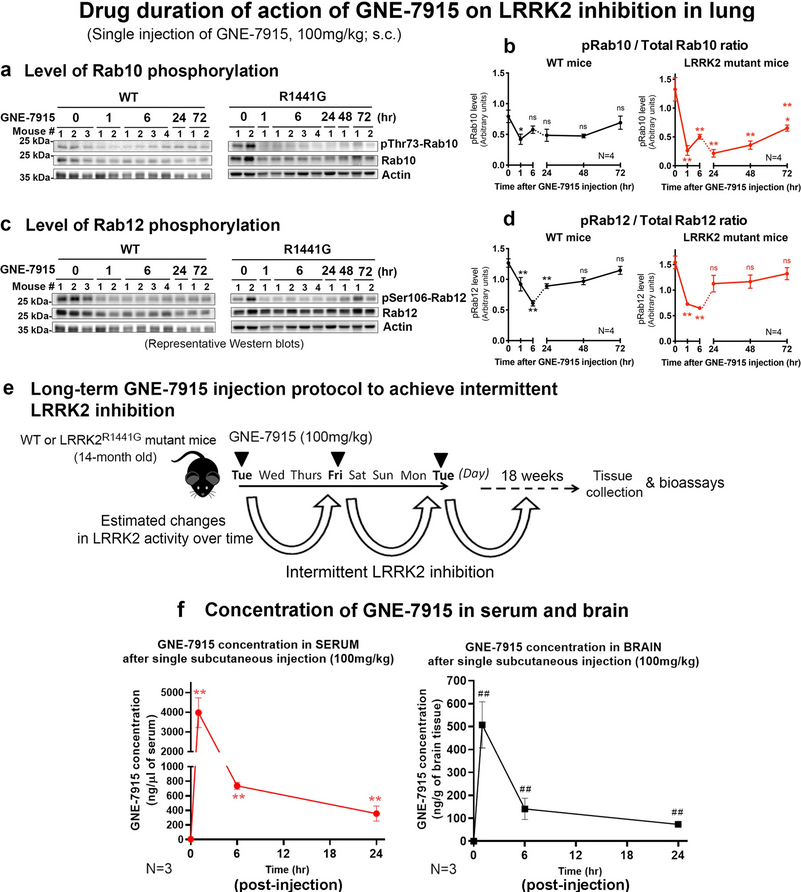 ScienceofPD's tweet photo. Researchers significantly reduced #Parkinsons-associated α-synuclein (oligomer) accumulation in the mouse striatum through long-term LRRK2 inhibition using GNE-7915 (specific brain-penetrant LRRK2 inhibitor) without causing adverse peripheral effects
https://t.co/RmdMHZZcB9 https://t.co/dJuXDhgEOb
