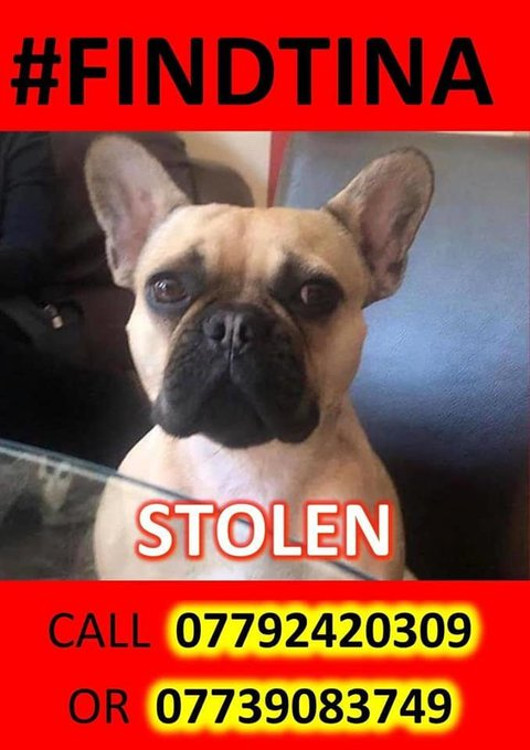 gelert01's tweet photo. #FindTina  #stolen 07/05/2021 @ 3-3.30pm outside #Morrisons from vehicle #E4 #Chingford_Mount #Chipped #Spayed Have you seen #Tina? 
Time to give her back! https://t.co/XaEsyI8UEa
@ChingfordElec @ChingfordEL @chingfordevents @chingfordea @ChingfordDad @ChingfordDaffy https://t.co/hmHTX6wvTl