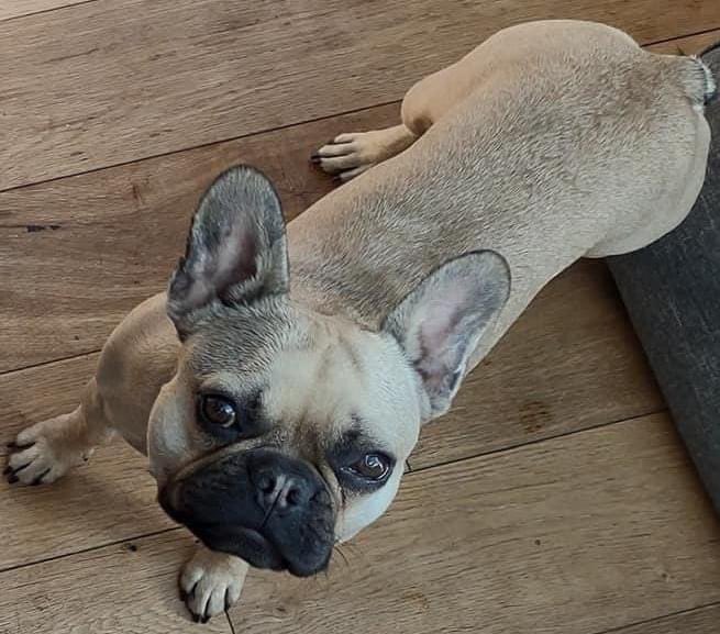 karensarah66's tweet photo. How can Tina still be missing? Haven’t they had her scanned? Her family miss her desperately and just want her home with no trouble just a straight forward exchange for the reward. Come on, help us #FindTina 🙏🏻@gelert01 @RachaelB100 @FernVillaDogs @HelpFindThem14 @MissingPetsGB https://t.co/DYNNUPULbL
