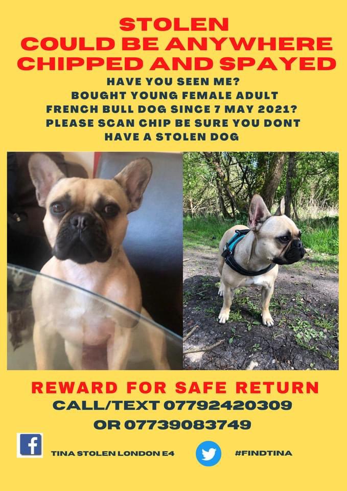 karensarah66's tweet photo. How can Tina still be missing? Haven’t they had her scanned? Her family miss her desperately and just want her home with no trouble just a straight forward exchange for the reward. Come on, help us #FindTina 🙏🏻@gelert01 @RachaelB100 @FernVillaDogs @HelpFindThem14 @MissingPetsGB https://t.co/DYNNUPULbL