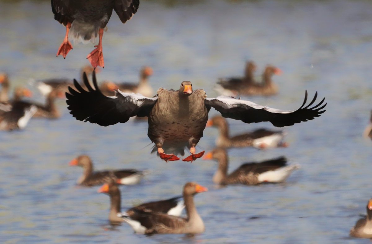 Hesperus73's tweet photo. Amazing sight at @WWTMartinMere this afternoon watching hundreds of Greylag coming in to land! https://t.co/QbsTBad6Ft