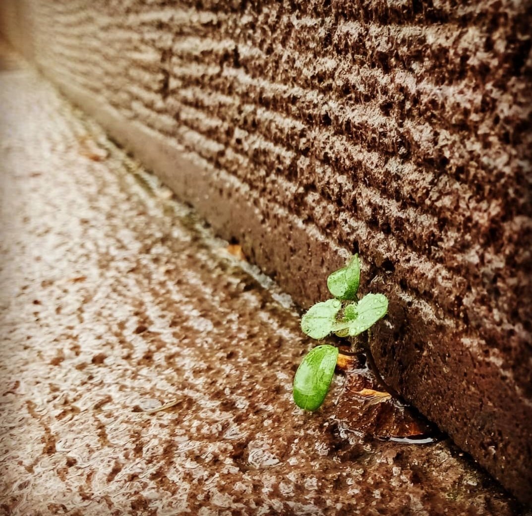 Bazen bir merdiven basamağı köşesinde hayat size göz kırparak umudu betonu parçalayan tohum filiziyle aşılar.
