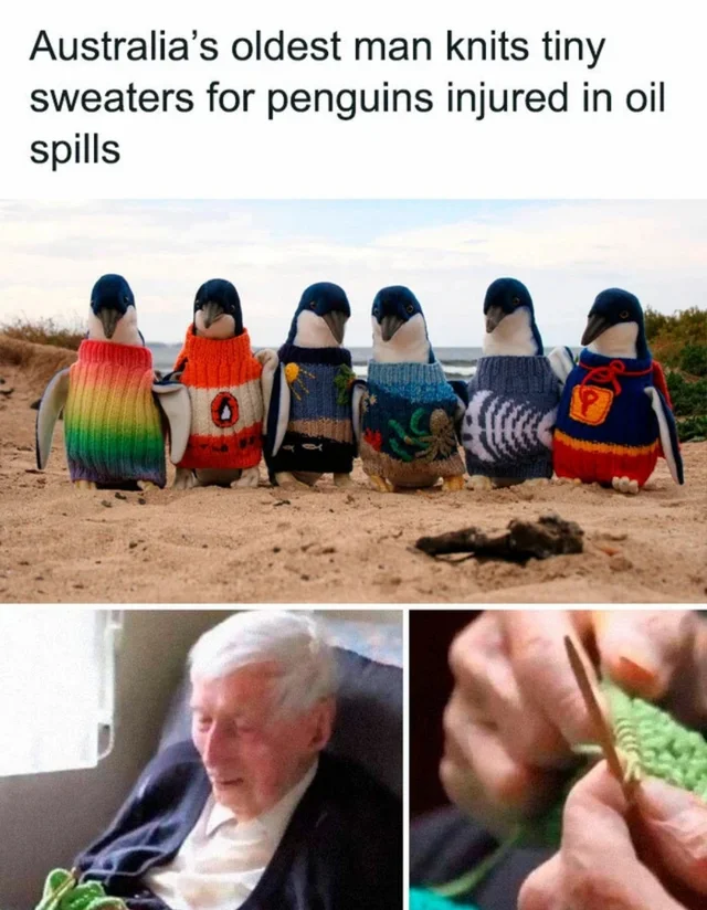 WholesomeMemes (@wholesomememe) on Twitter photo 