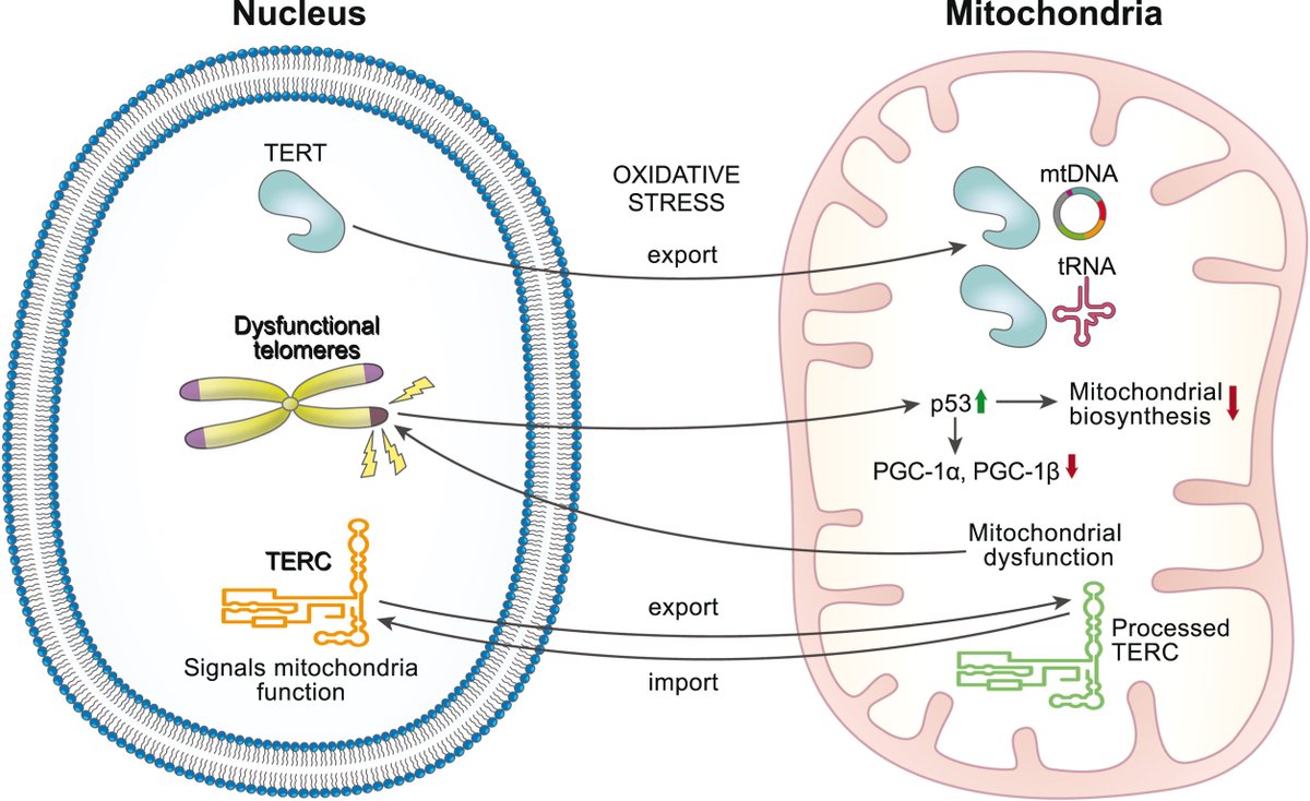 <a href="/foundmyfitness/">Dr. Rhonda Patrick</a> <a href="/NatureAging/">Nature Aging</a> @EricVerdin <a href="/AkbarLab/">Akbar Lab</a> <a href="/Dr_Epel/">Elissa Epel</a> Effect of #Omega3 Fatty Acids on Telomeres—Are They the Elixir of Youth? mdpi.com/2072-6643/14/1… Recent reviews also connects Telomere dysfunction &amp; aging/chronic inflammation, chronic stress, DNA damage &amp; mitochondrial dysfunction. nature.com/articles/s4155… sciencedirect.com/science/articl…