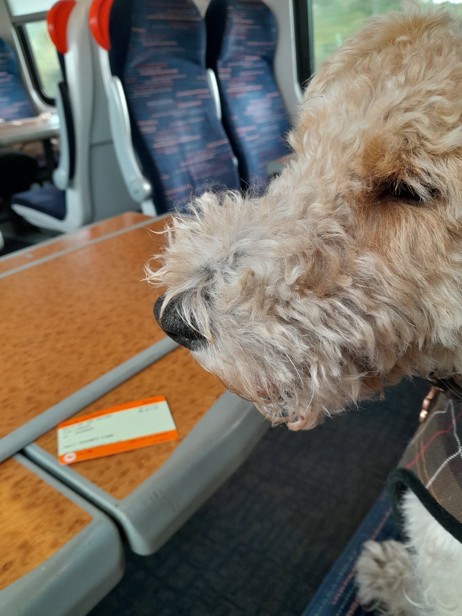 tracy_tad's tweet photo. @RevRichardColes Freddie has his ticket to ride! https://t.co/CAsmjVRt5j