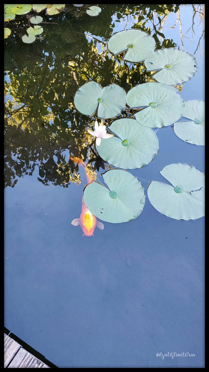 izatistinctoria's tweet photo. #Nnite pals 💮🐠 https://t.co/vg1wIcrSo3