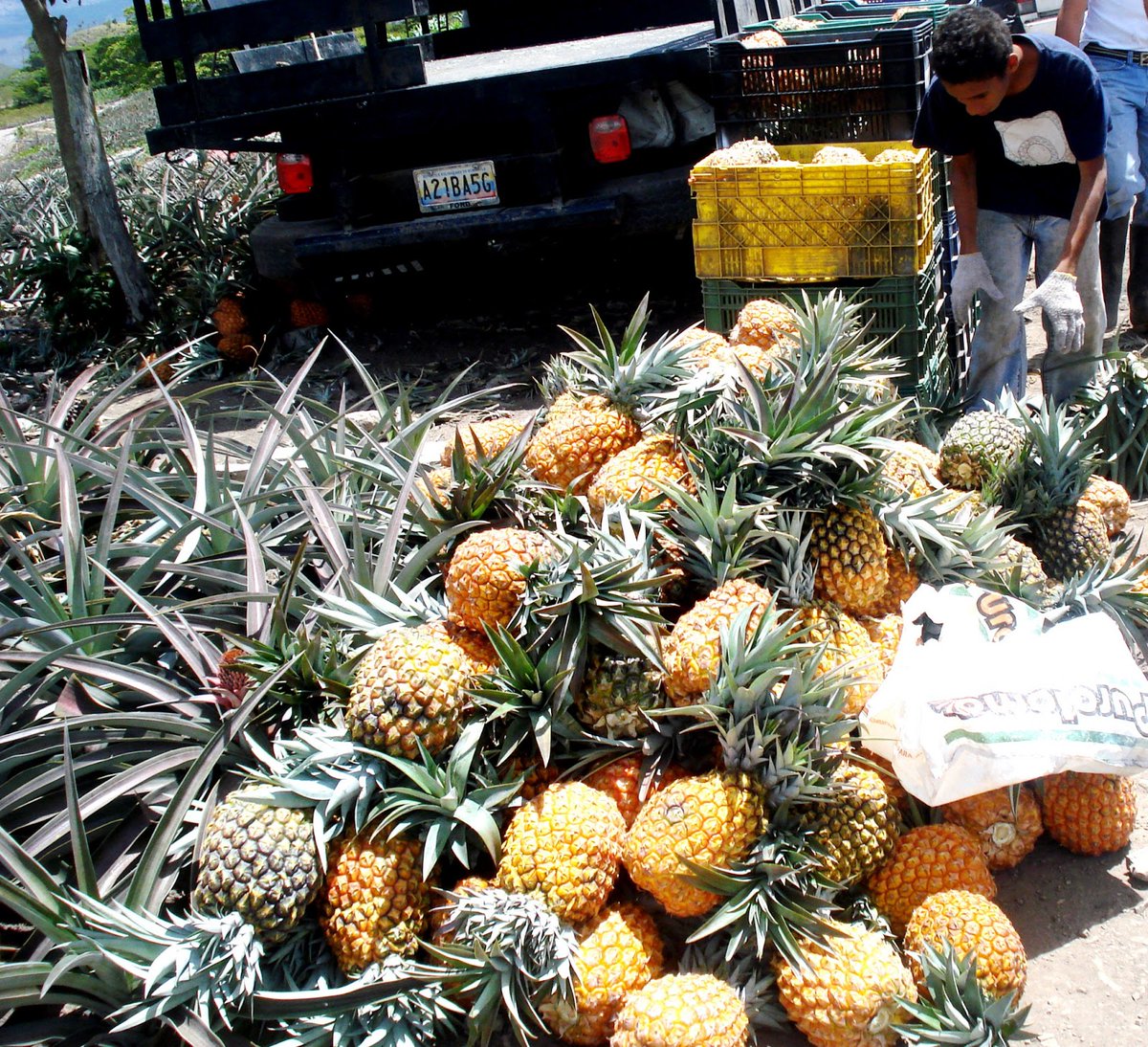 CMcy2020's tweet photo. #VENEZUELA | Más de 332 mil toneladas de piña ha producido Venezuela en lo que va de año https://t.co/0nGxoOLtIg

@NicolasMaduro 

#LaCovid19NoEsGripe
#YoSoyAragua https://t.co/DxUDBsYBx6